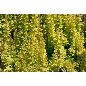 Dráč thunbergov (Berberis thunbergii) ´GOLDEN TOWER´ - výška 20-30 cm, kont. C2L